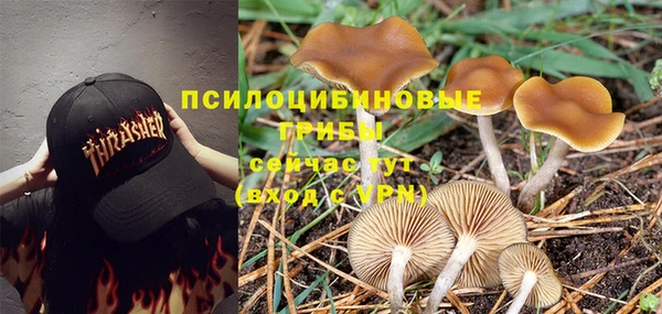 PSILOCYBIN Балахна